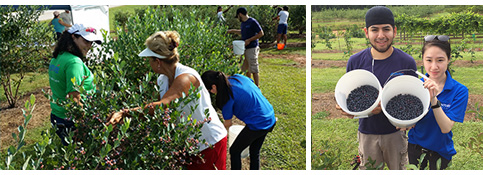 Aventure Aviation staffers pick berries for the Real Life Center orchard.